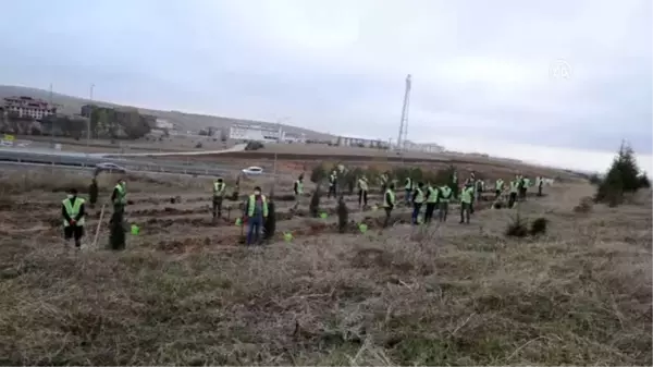 Hatay'a destek için fidan dikildi