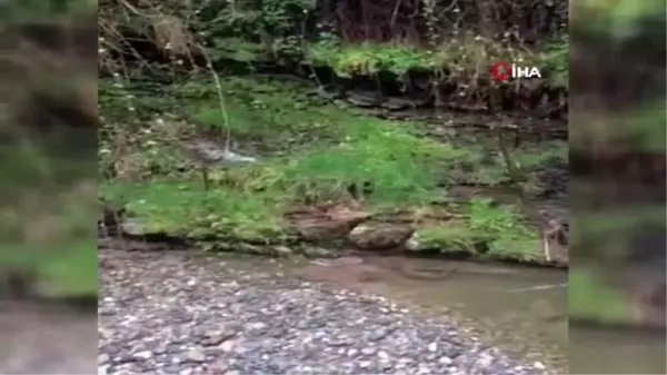 Nesli tükenmekte olan su samuru Çanakçı Deresi'nde görüldü