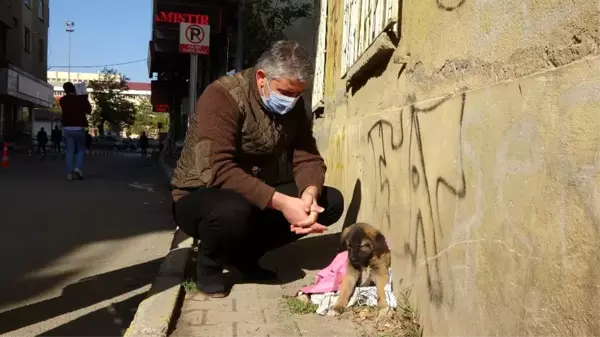 Esnafın sahiplendiği yaralı köpek yavrusu koruma altına alındı