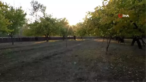 Iğdır kayısı bahçelerinin sonbahar renkleri ihtişamıyla görenleri kendine hayran bırakıyor