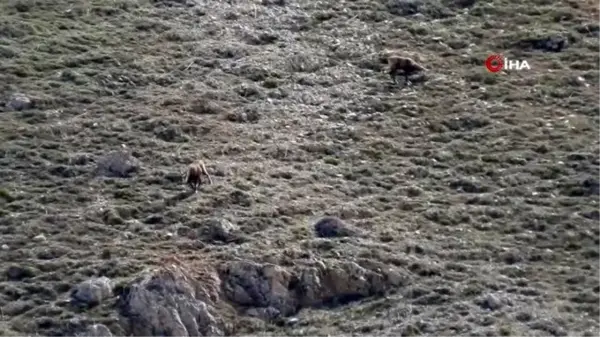 Erzincan'da, sürü halindeki şamualar görüntülendi