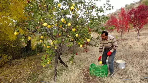 Asırlık bağlarda ayva hasadı