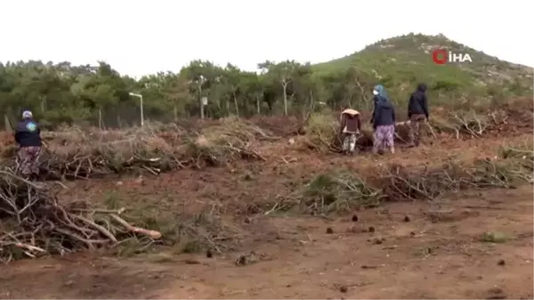 Ayvalık'ta yanan ormanlık alanlar ağaçlandırılıyor