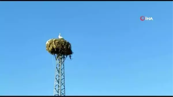 Leyleklerle aralarında bağ oluştu, evini yuvalarına yakın yere yaptı