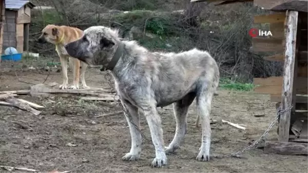 Ölmekten kurtarılan 'Toki' değişimi ile şaşırtıyor