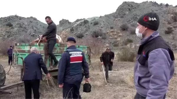 Son dakika haberi! Jandarma sabaha kadar ineğin başında nöbet tuttu, dağda mahsur kalan inek kurtarıldı