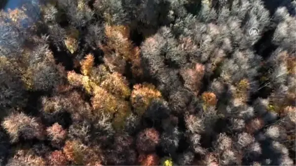 (Drone) Uludağ'da sonbahar