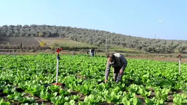 Hataylı üretici marul veriminden memnun