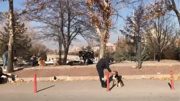 Son dakika haberi! ESKİŞEHİR - Sokağa çıkma kısıtlamasında sokak hayvanlarına mama desteği