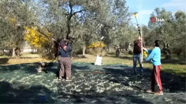 Sokağa çıkma kısıtlaması zeytin hasadına engel olmadı