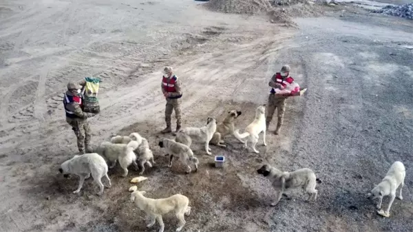 Sarıkamış'ta kısmen boşaltılan köyde sahipsiz köpeklere jandarma sahip çıktı