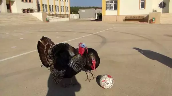 Hindilerin futbol keyfi