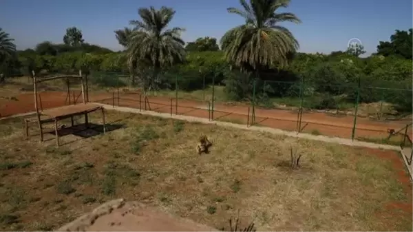 Sudan'da gönüllülerin açtığı bakım merkezinde yabani hayvanlar hayat buluyor (2)