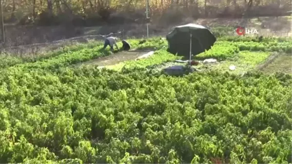 Organik Örenli pırasası tezgahlardaki yerini aldı