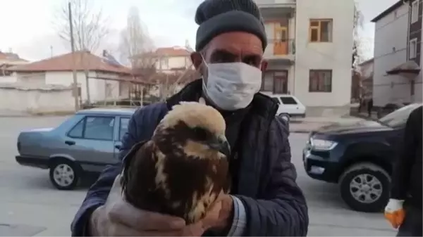 Yaralı bulunan çöl şahini tedavi altına alındı