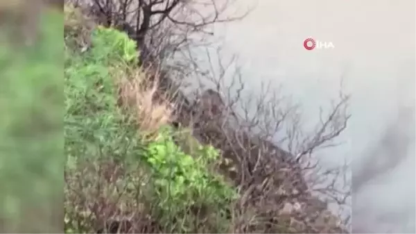 Karacayı kurtarmak için Çoruh Nehri'ne atlayan belediye çalışanı yaşadığı o anları anlattı