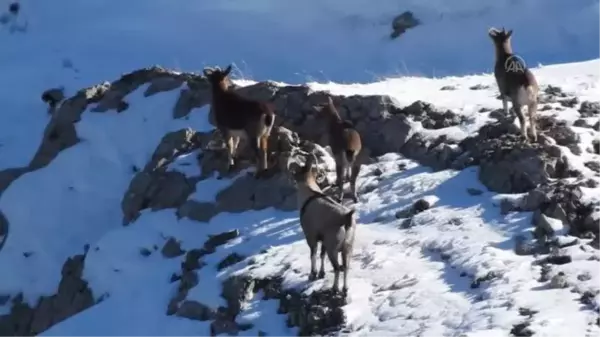 Dağ keçileri sürü halinde görüntülendi