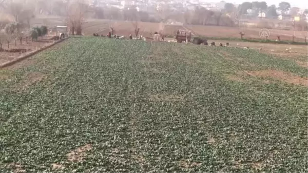 Osmaneli'de kış sebzesi hasadı günlük 300 işçiye ekmek kapısı oluyor