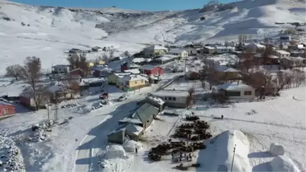 Besiciler, kızaklarla ve sırtlarında taşıdıkları otlarla hayvanlarını besliyor