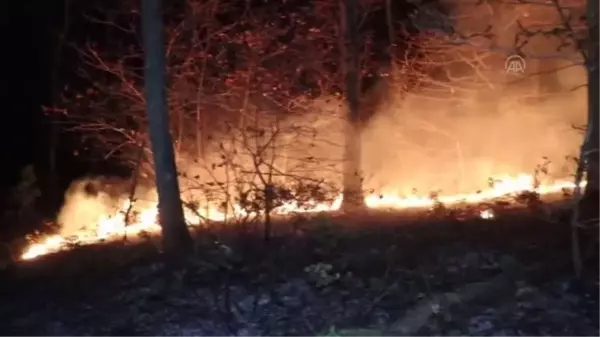 Sakarya'da çıkan orman yangını söndürüldü