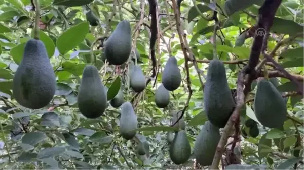 Avokado yağı üretimine başlandı