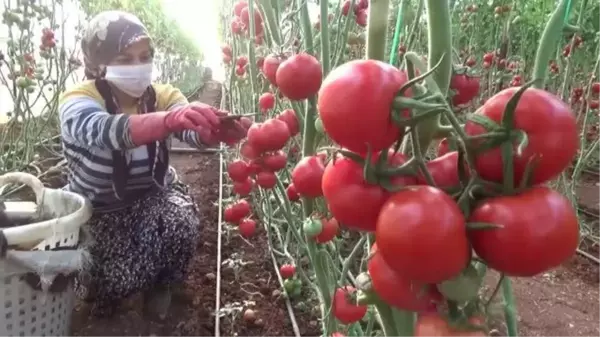 Seralarda domates hasadı sürüyor