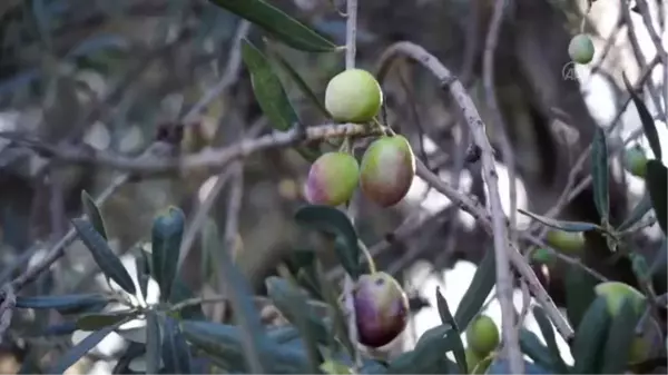 BALIKESİR - Zeytin üreticilerinin 