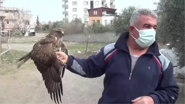 Yol kenarında yaralı bulunan kızıl şahin tedavi altına alındı