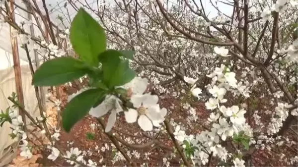 Örtü altı erik ağaçları erken çiçek açtı