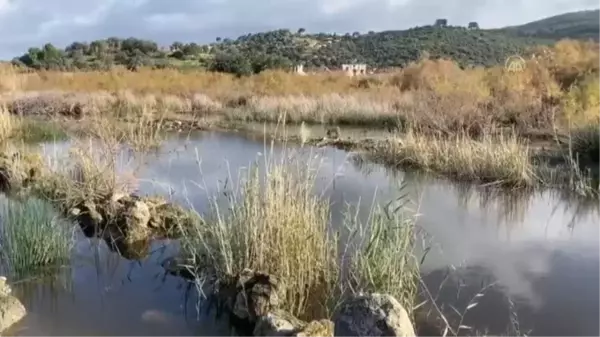 Patara Kazı Başkanı Işık: 