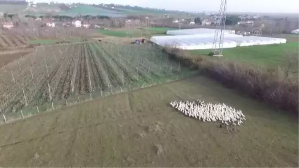 Gurbetten dönüp şehir stresinden uzaklaşmak için kaz çiftliği kurdu