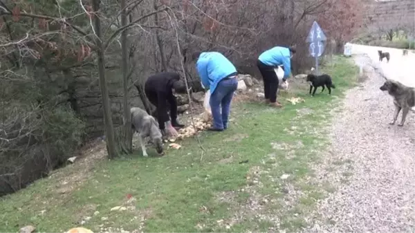 Spil Dağı'ndaki yılkı atları için doğaya yem bırakıldı