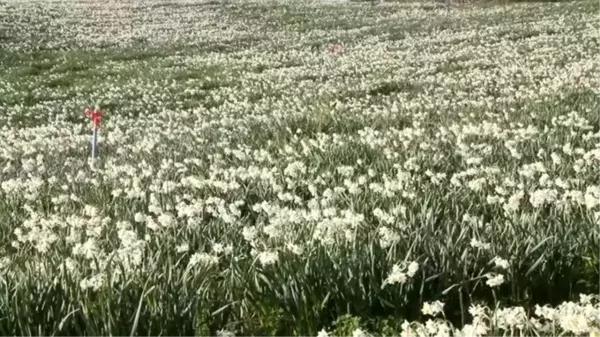 Hobi olarak nergis yetiştirmeye başlayan üretici talebe yetişemiyor