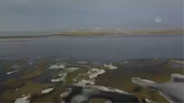 Van Gölü, Sibirya'dan gelen ötücü kuğuları ağırlamaya başladı