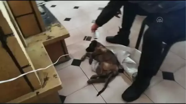 İş adamı donmak üzereyken bulduğu yavru köpeği sahiplendi