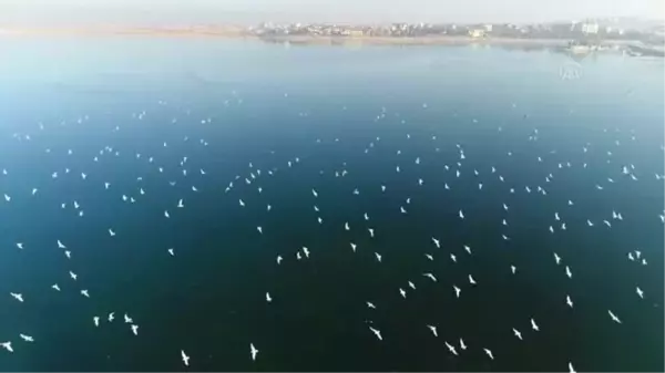 Belediye ekipleri Beyşehir Gölü'nde yaşam süren kuşları yem ve ekmekle besledi