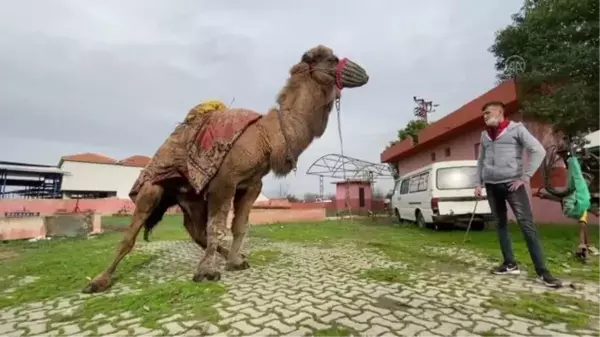 Manisalı aile dededen toruna 3 kuşaktır deveciliği yaşatıyor