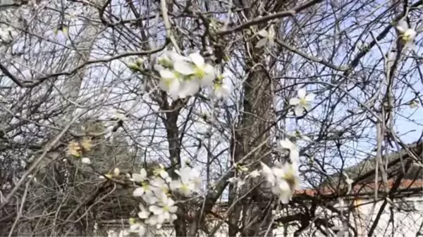 Badem ağaçları yalancı bahara inandı