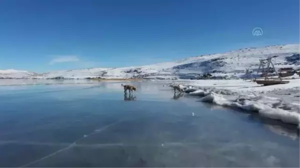 Balık Gölü'nün buzla kaplı yüzeyinde oyun oynayan köpekler izleyenleri gülümsetti