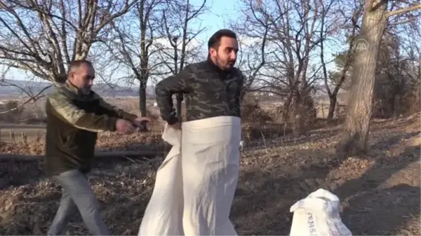 KASTAMONU - Atıl tarlalara siyez buğdayı eken gençten girişimcilik örneği