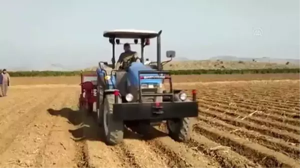 Çukurova'da mısır tohumları toprakla buluşuyor