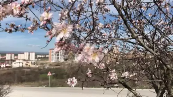 Yalancı bahara aldanan ağaçlar çiçek açtı