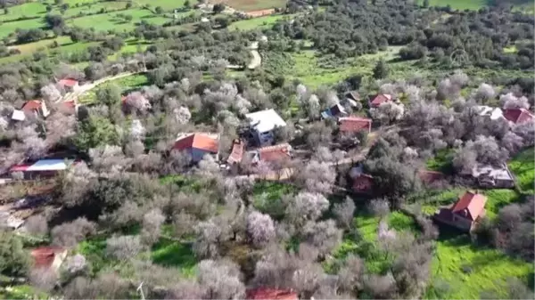 Badem ağaçları çiçek açtı