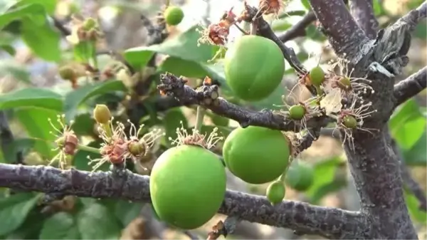 Erkenci eriğin hasadına başlandı