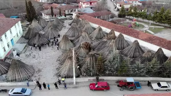 Samsun'un Vezirköprü ilçesinde büyük umutlarla ekilen kenevirler üreticinin elinde kaldı