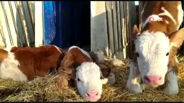 Besicinin yüzü sarıkız isimli ineğinin üçüz buzağısı ile güldü