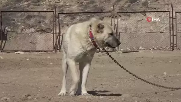 Kangallar dünya basınında gündem oldu