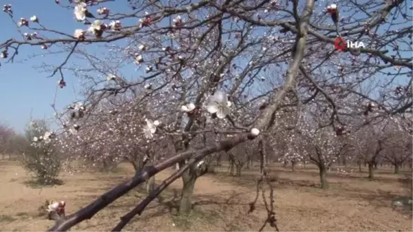 Kayısı başkenti Malatya'da kayısı çiçekleri açtı