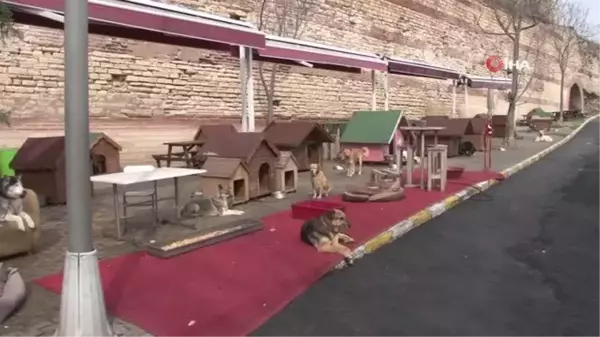 Tren istasyonunda ayağı kopan köpek sağlığına kavuştu