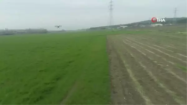 Üniversitenin buğdayları drone ile ilaçlandı